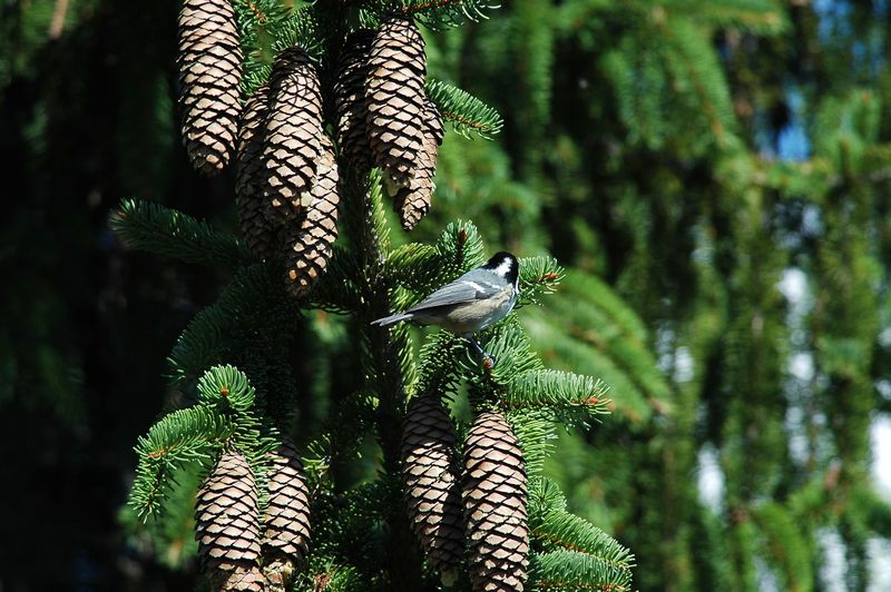 cincia mora - Periparus ater